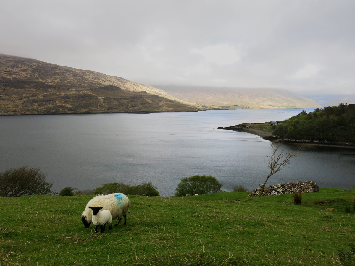 Mignons moutons au fjord de Killary, Virée Verticale